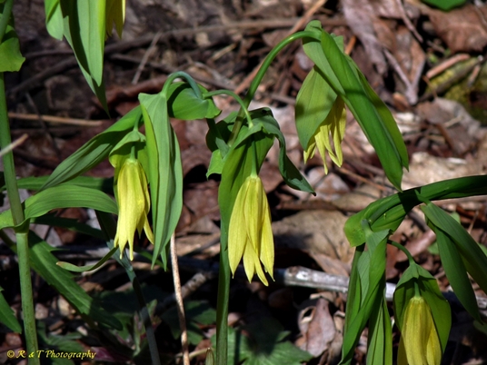 {Uvularia grandiflora}